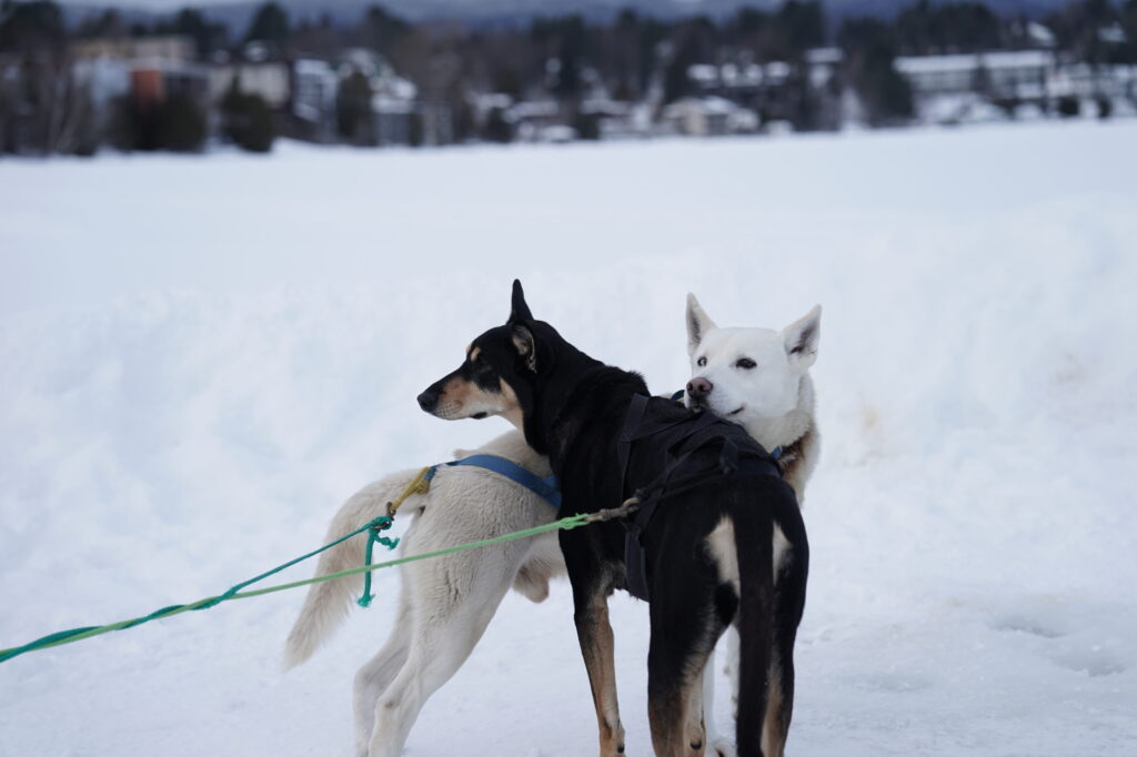 Athletes competing in athletic event sports in the snow