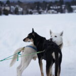 Athletes competing in athletic event sports in the snow