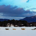 Two athletes competing in athletic event sports in the snow