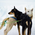 Athletes competing in athletic event sports in the snow